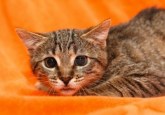9008700-scared-cat-with-dilated-pupils-on-orange-background